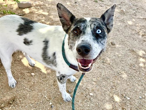 picture of the dog needing adoption