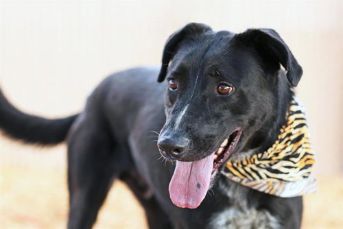OREO, a dog for adoption from Albuquerque Animal Services - Eastside