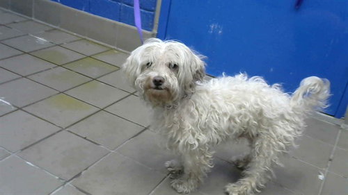 BABY, an adoptable Poodle in Albuquerque, NM