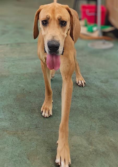 DAISY, an adoptable Great Dane in Albuquerque, NM