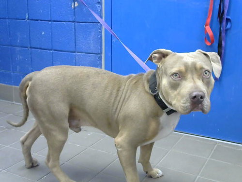 DRACO, an adoptable American Pit Bull Terrier in Albuquerque, NM