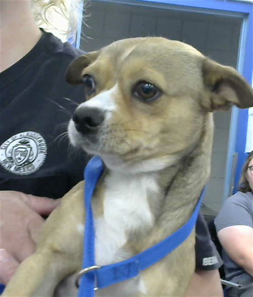 CHEEEZ, an adoptable Chihuahua in Albuquerque, NM