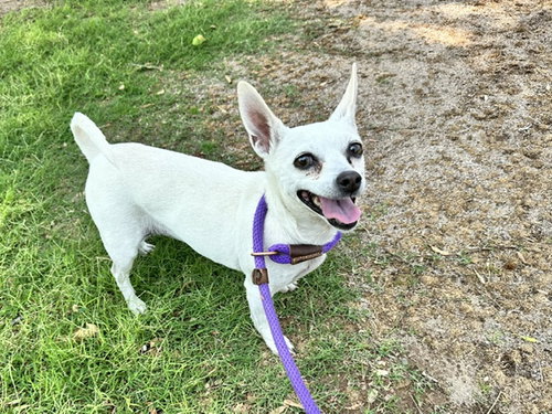 BONITA, an adoptable Chihuahua in Albuquerque, NM