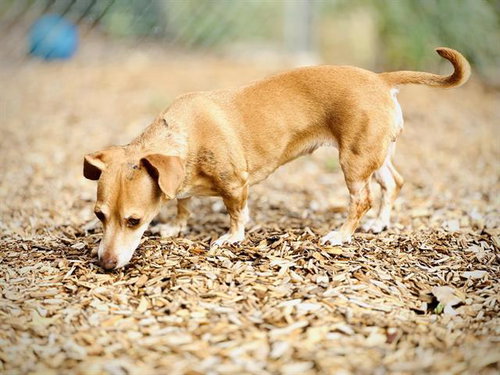 HOT DOG, an adoptable Chihuahua in Albuquerque, NM
