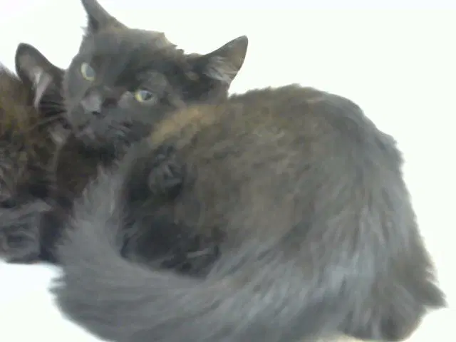 Jet - Domestic Medium Hair