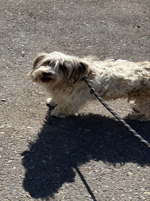 ROCSCO - Tibetan Terrier available for adoption
