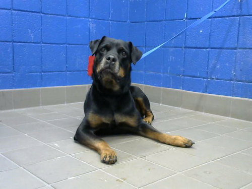 Xena