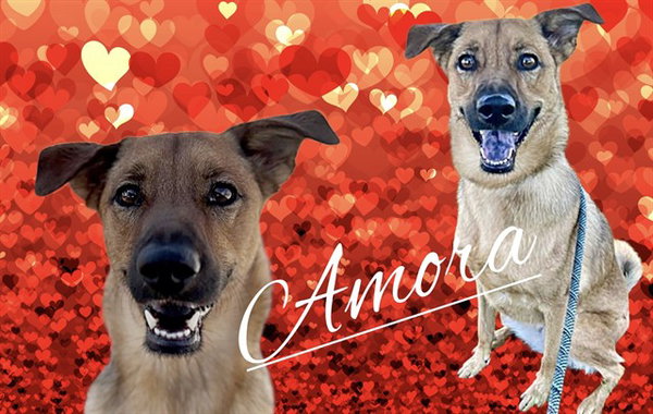 AMORA