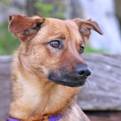 AMORA, a dog for adoption from Albuquerque Animal Services - Eastside