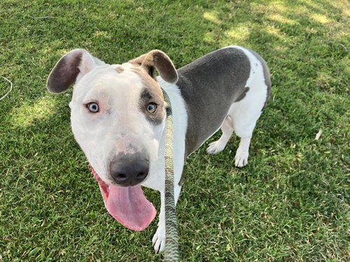 picture of the dog needing adoption