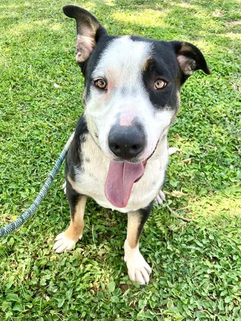 Mikey - Pit Bull Terrier