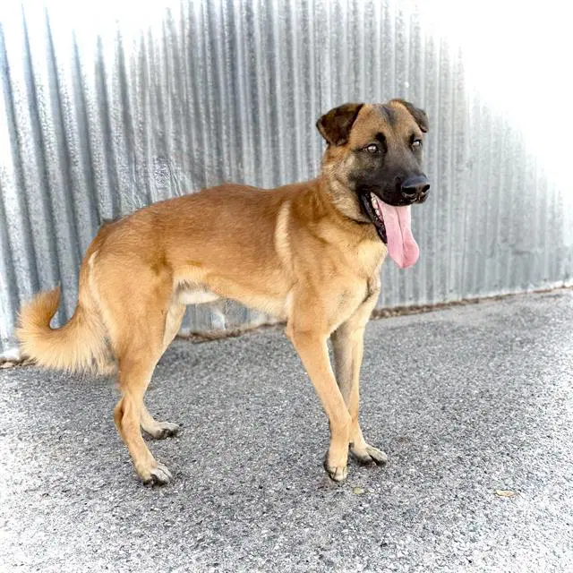 Sammy - Belgian Shepherd Malinois