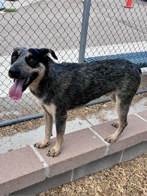 MAYOR PETERSON - Australian Cattle Dog/Blue Heeler available for adoption
