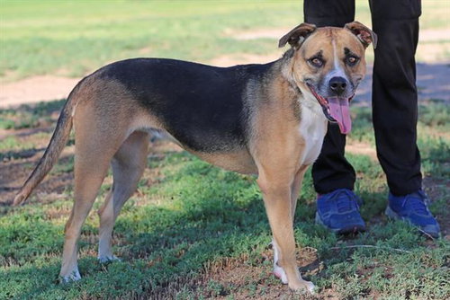 picture of the dog needing adoption