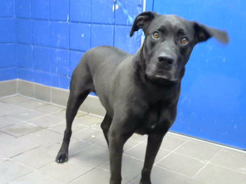 JOHN SNOW - Labrador Retriever available for adoption