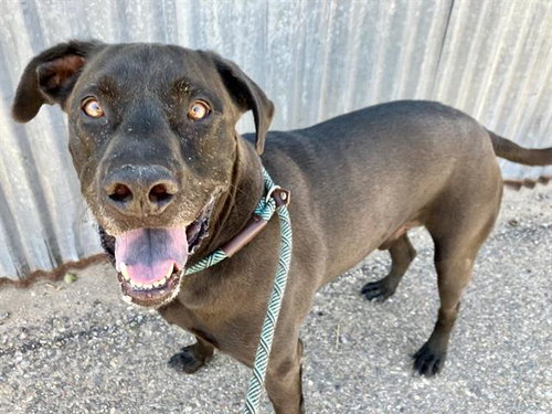 picture of the dog needing adoption