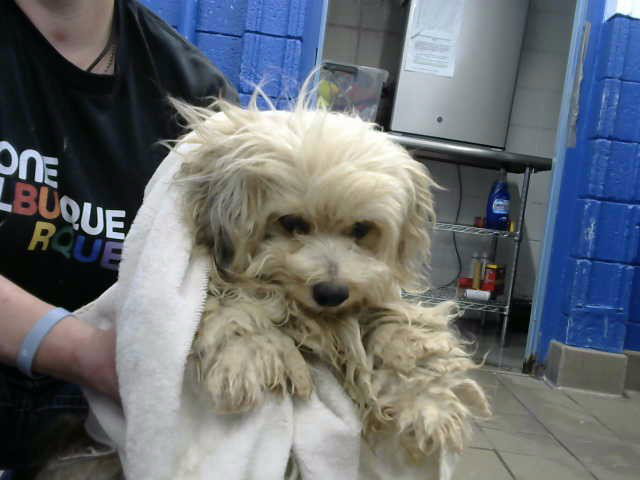 BLONDY