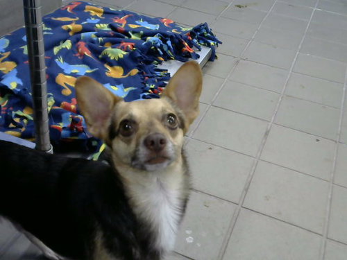 Dooby