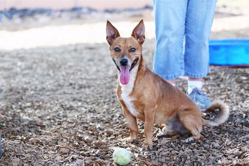 picture of the dog needing adoption