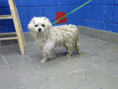 BOOBOO - Chihuahua / Shih Tzu available for adoption