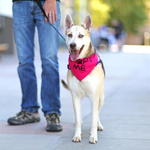 picture of the dog needing adoption