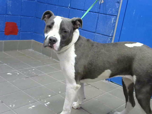 LUNA - American Pit Bull Terrier available for adoption