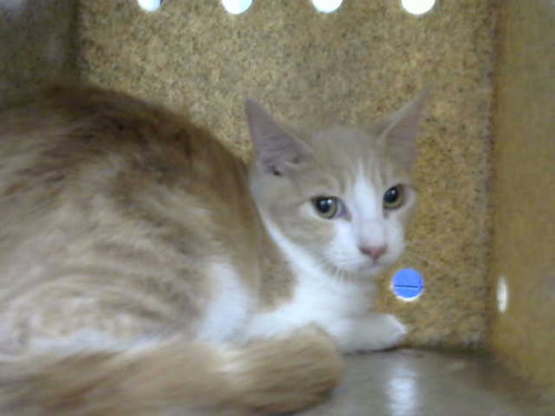 BURN - Domestic Short Hair available for adoption