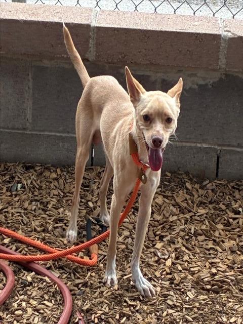 AUGIE - Chihuahua available for adoption