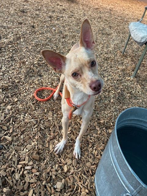 AUGIE - Chihuahua available for adoption