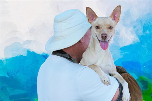 AUGIE - Chihuahua available for adoption