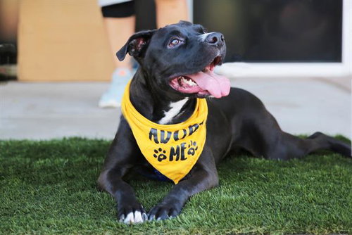 picture of the dog needing adoption