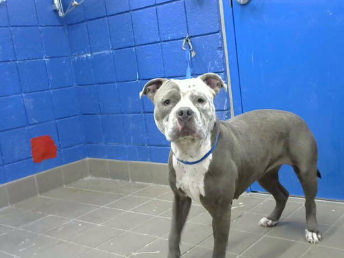 GENISIS - American Pit Bull Terrier available for adoption