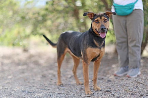 picture of the dog needing adoption