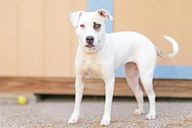 Dasher - American Pit Bull Terrier