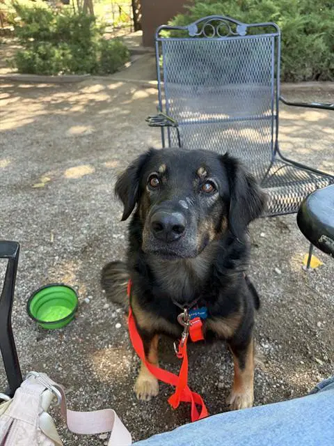 Kayko - German Shepherd Dog