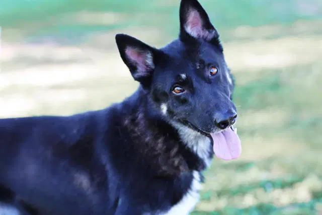 Bejorn - German Shepherd Dog
