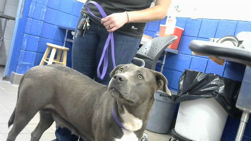 ROSE - Pit Bull Terrier available for adoption