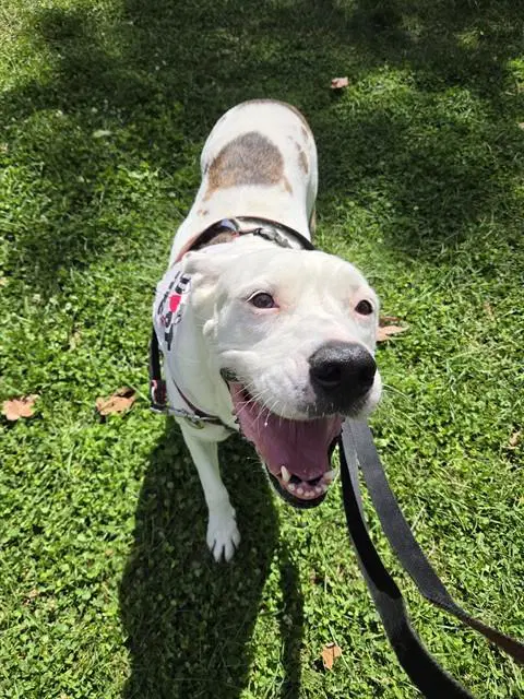 Rose - American Pit Bull Terrier