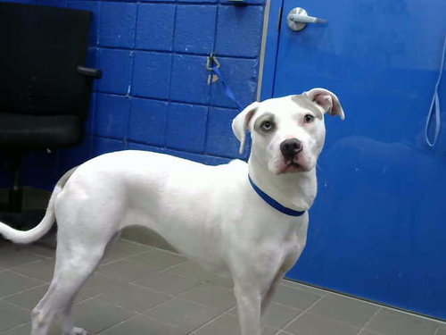 KHALEESI - Pit Bull Terrier available for adoption