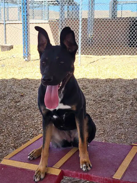 Starburst - German Shepherd Dog