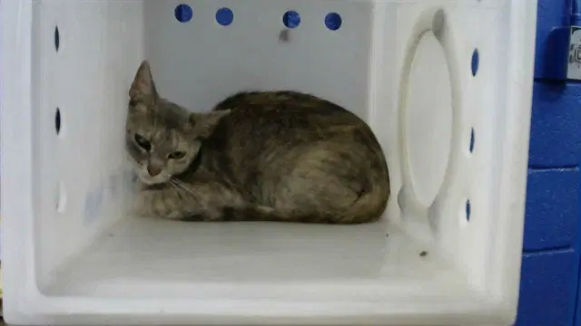 Mama - Domestic Short Hair