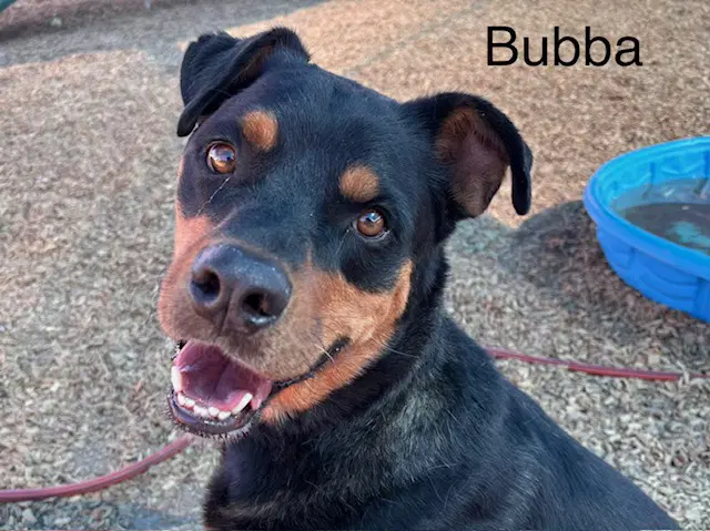 Bubba - Rottweiler