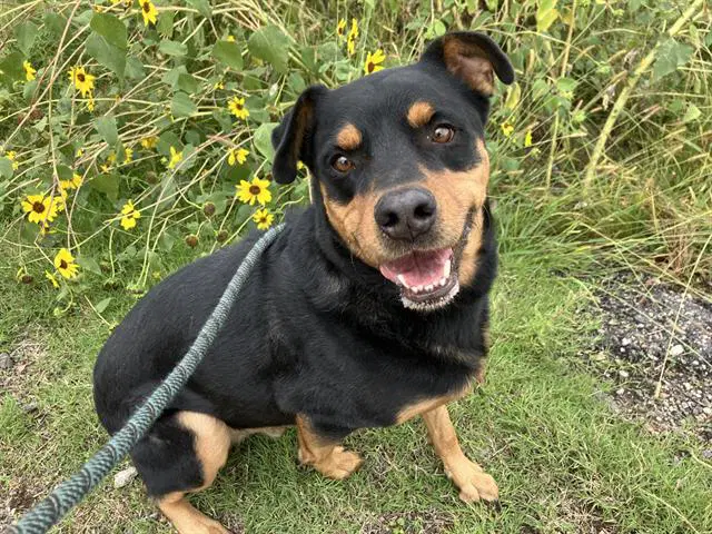 Bubba - Rottweiler