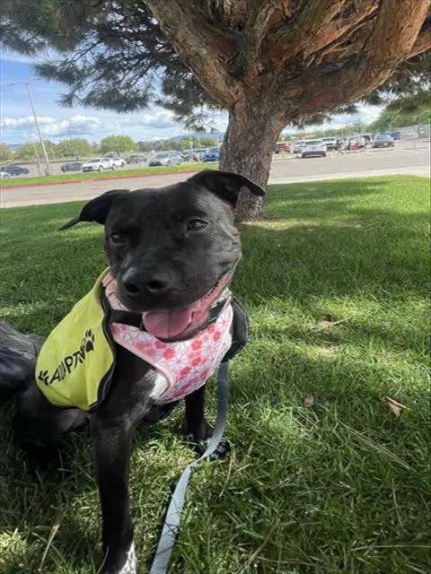 Fenrir - American Pit Bull Terrier