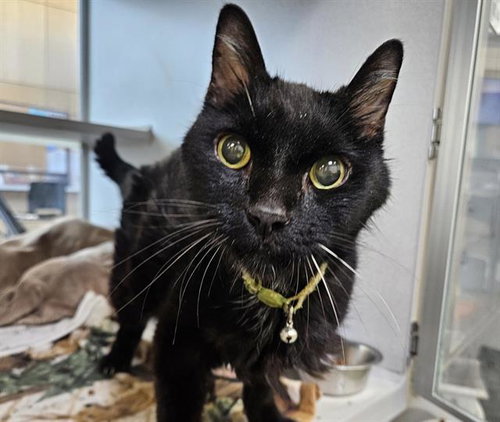 ALEX - Domestic Short Hair available for adoption