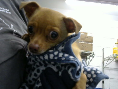 ALAN - Chihuahua available for adoption