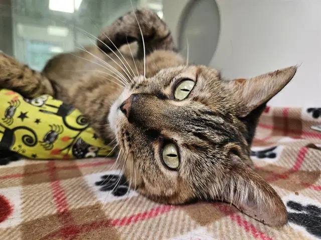 Chatterbox - Domestic Short Hair