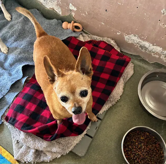 Happy - Chihuahua