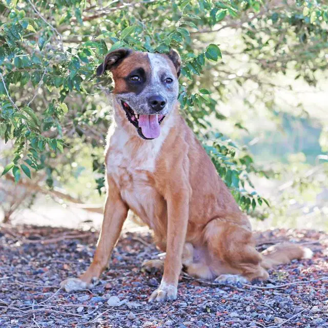 Zebra - Australian Cattle Dog/Blue Heeler