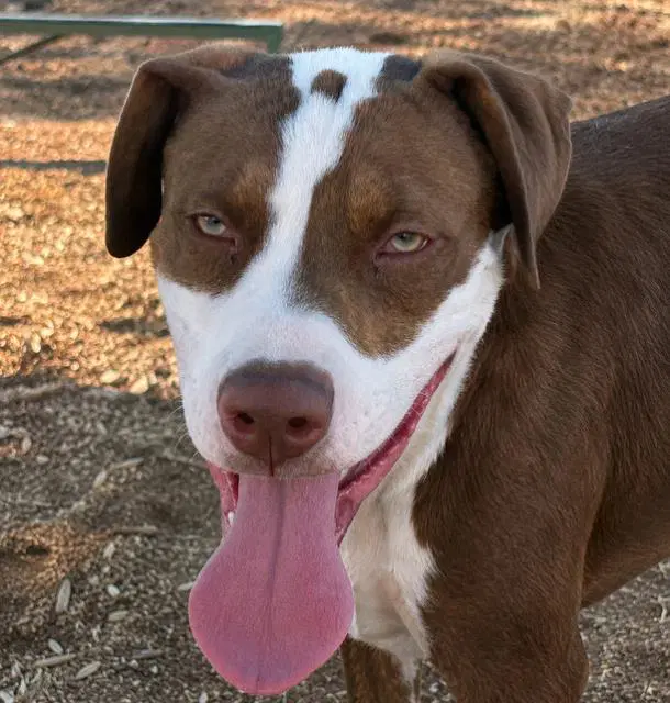 Sr Cuteness - Pit Bull Terrier